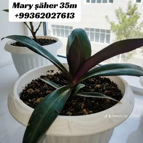 Tradeskansiýa öý güller