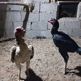 Baysok juyje