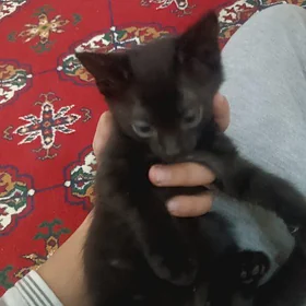 Pişikler