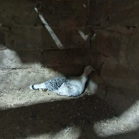 Kürk induk