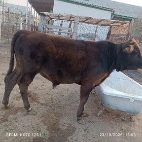 ökuzçe