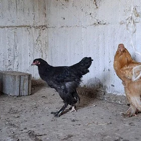 Brama