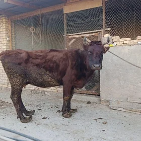 burlatin inek boğaz