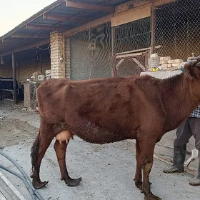 burlatin boğaz inek