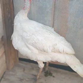 horaz