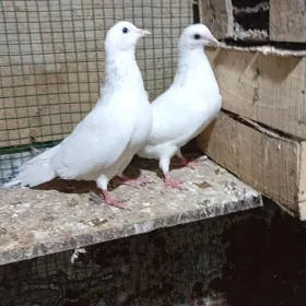 kepderi
