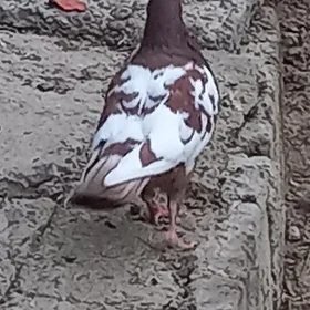 Kepderi