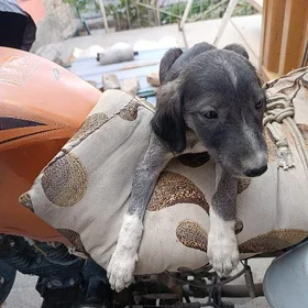 тазы  авчы