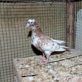 kepderi