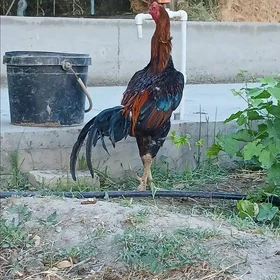 baysow horaz