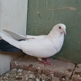 kepderi
