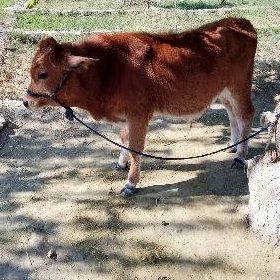 ökuz