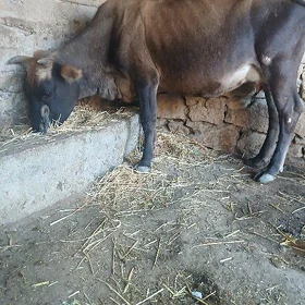 göleli sygyr