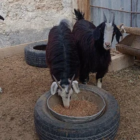 Çebiş geci