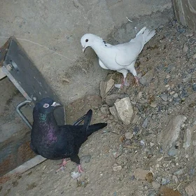 kepderi