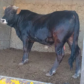 öküz