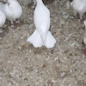 kepderi