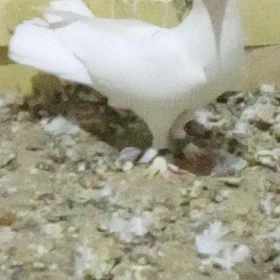 kepderi