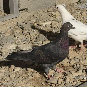 kepderi