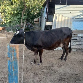 Sygyr şwes tohum