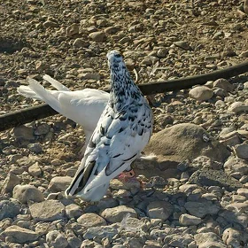 kepderi