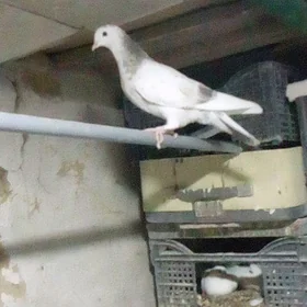 kepderi