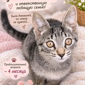 котенок ищет дом