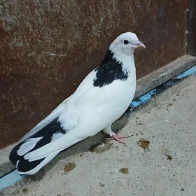 kepderi