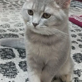 кошка