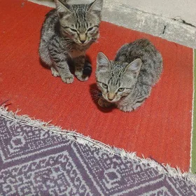 Pişik