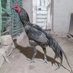 Horaz