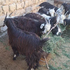 çewiş