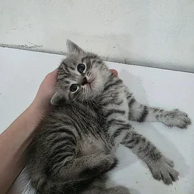 Шатланские котяти прямо ухо