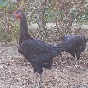 taşkent