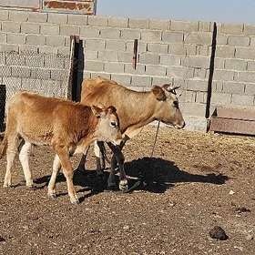 Goleli sygyr gulajyn