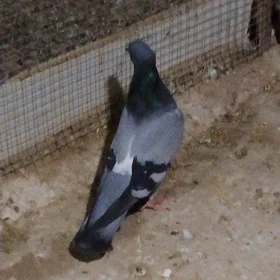 kepderi