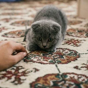 Шотландская Вислоухая Кошечка