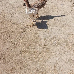 towuk paroda
