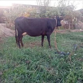 goleli