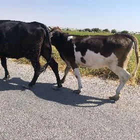 Göle