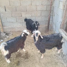 Çebiş