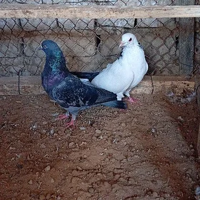 kepderi