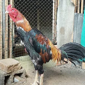 Taşkent horoz
