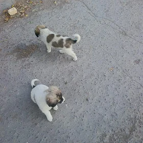 güjük