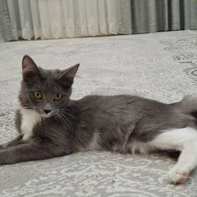 pisik кошка