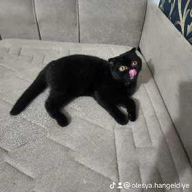 Шотландский мальчик вислоухий