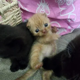 Шотландские котята