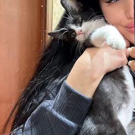 котенок