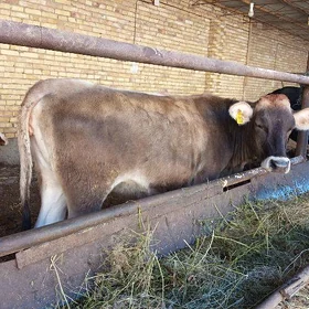 Şwet unajyn Bogaz