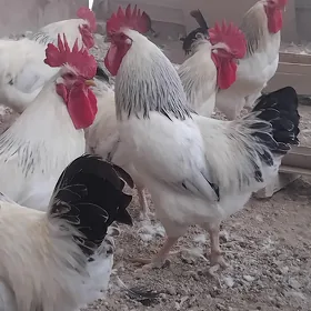 Paroda towuklar jüjeleri bar.